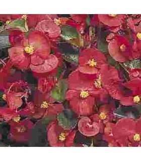 Begonia semp. super olympia red