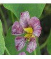 Nasturtium purple emperor - untreated seeds