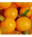 Tomate Golden Sunrise (jaune flammee) - untreated seeds