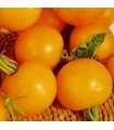 Tomate Golden Sunrise (jaune flammee) - graines non traitées