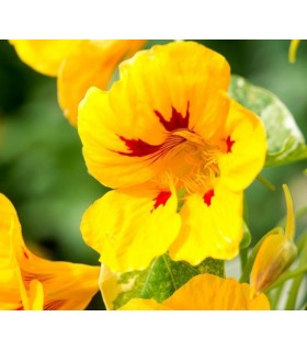 Capuchina Alaska Ladybird - semillas sin tratamiento