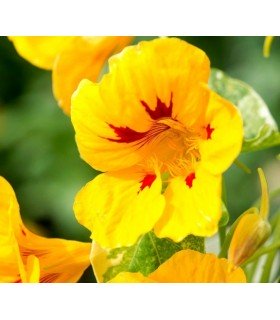 Capuchina Alaska Ladybird - semillas sin tratamiento