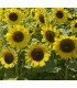 Girasol Sunspot -semillas no tratadas 