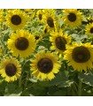 Sunspot sunflower - untreated seeds
