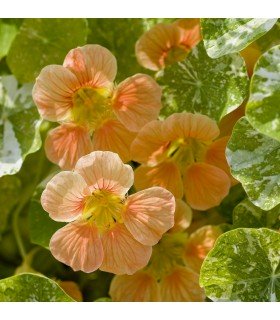 Capuchina Alaska salmon - semillas sin tratamiento