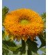 Girasol Orange Sun -  semillas no tratadas