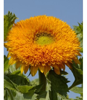 Girasol Orange Sun -  semillas no tratadas