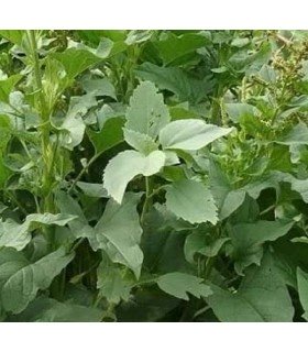 Esparrago de pobres (semillas no tratadas)