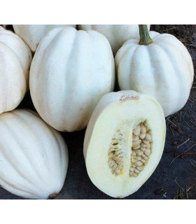 Calabaza puré de patata F1 - semillas no tratadas