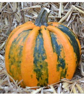 Calabaza kamo kamo - semillas no tratadas