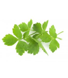 Mitsuba, Mashimori (perejil japones) semillas no tratadas