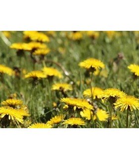 Diente de león - semillas no tratadas