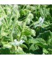 White-flowered borage - untreated seeds