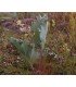 crambe maritima - sea kale - semillas no tratadas