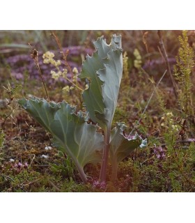 crambe maritima - sea kale - semillas no tratadas