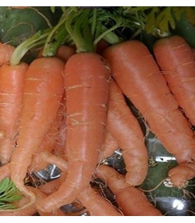 Zanahoria Amsterdam - semillas no tratadas