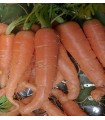 Amsterdam carrot - untreated seeds