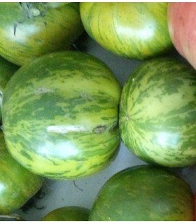Tomate green zebra - semillas no tratadas