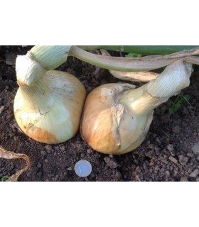 Cebolla Ailsa Craig - semillas no tratadas