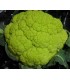 Coliflor verde mazerata - semillas no tratadas