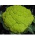 Coliflor verde mazerata - semillas no tratadas