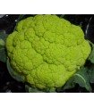 Mazerata green cauliflower - untreated seeds