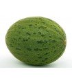 Piñonet melon piel de sapo - graines non traitées