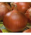 Amposta purple onion - untreated seeds