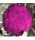 Coliflor violeta de Sicilia - semillas no tratadas