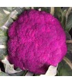 Sicilian violet cauliflower - untreated seeds