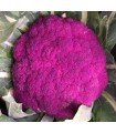 Coliflor violeta de Sicilia - semillas no tratadas