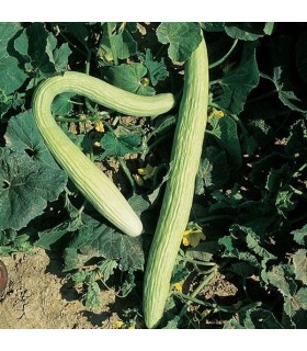 Pepino tortarello abruzzesse - semillas no tratadas