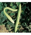 Tortarello Abruzzesse cucumber - untreated seeds