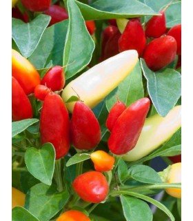 Pimiento fuego de la pradera - semillas no tratadas