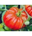 Tomate Pantano Romanesco - graines non traitées