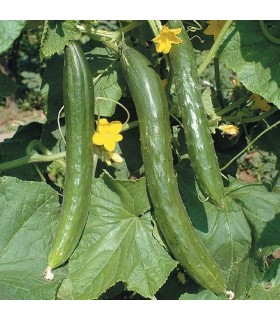 Pepino largo de China - semillas no tratadas