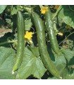 China Long Cucumber - Untreated Seeds