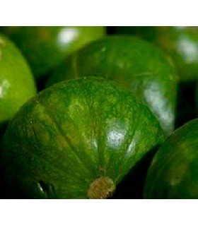 Zapallito - semillas no tratadas