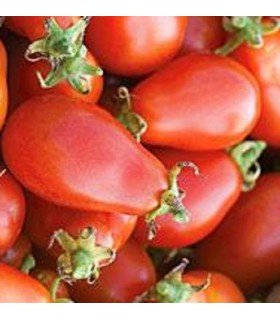 Tomate red pear - semillas no tratadas