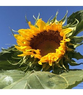 Girasol titán - semillas no tratadas