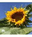 Titan sunflower - untreated seeds