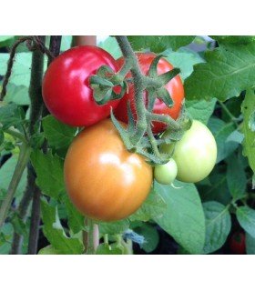 Tomate glacier - semillas no tratadas