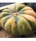 Calabaza Musquée de Provence - semillas sin tratamiento