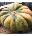 Courge Musquée de Provence - graines non traitées