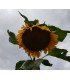 girasol gigante de Mongolia - semillas no tratadas