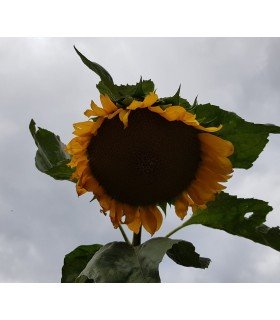 girasol gigante de Mongolia - semillas no tratadas