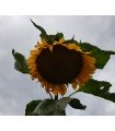 Mongolian giant sunflower - untreated seeds