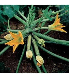 Calabacin Gabbiano F1 - semillas no tratadas