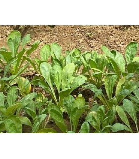 kangkong  - espinaca de agua- semillas no tratadas