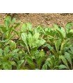 kangkong - water spinach- untreated seeds
